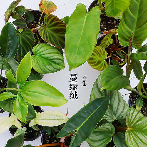 蔓绿绒大叶耐阴室内盆栽