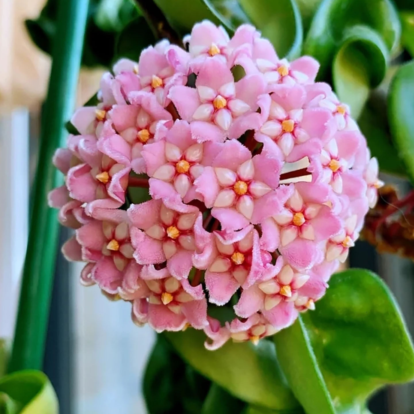 球兰盆栽高端室内吊兰花卉客厅四季开花阳台花苗植物爬藤攀援绿植