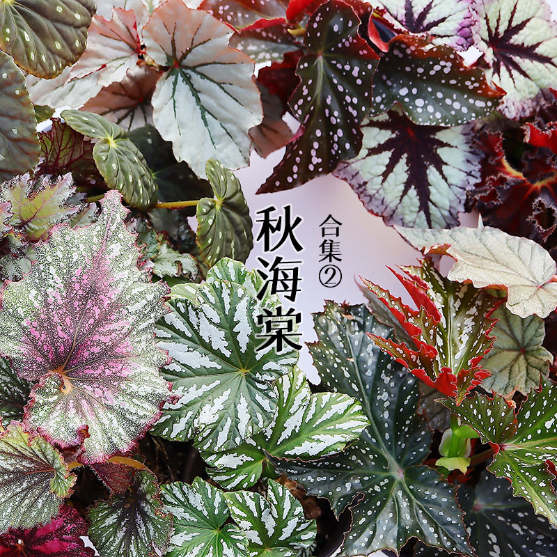 新绿·伴兮 合集二【蟆叶品类】包邮 多品种秋海棠办公造景新鲜