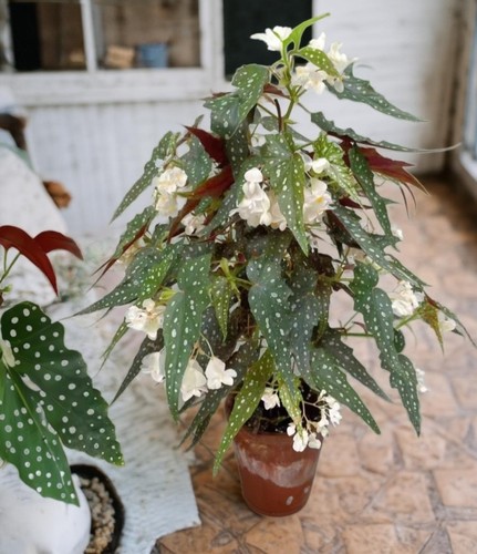 沙丁鱼鳟鱼秋海棠盆栽室内阳台桌面好养易活四季开花花卉绿植物