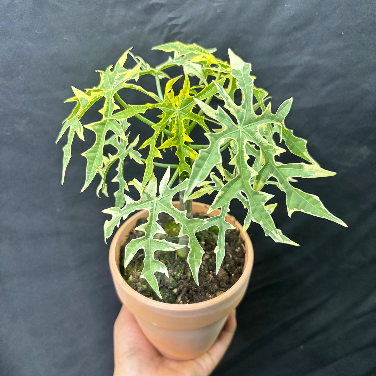 树菠菜锦盆栽木本老桩室内观叶锦化植物网红热植易养四季常绿