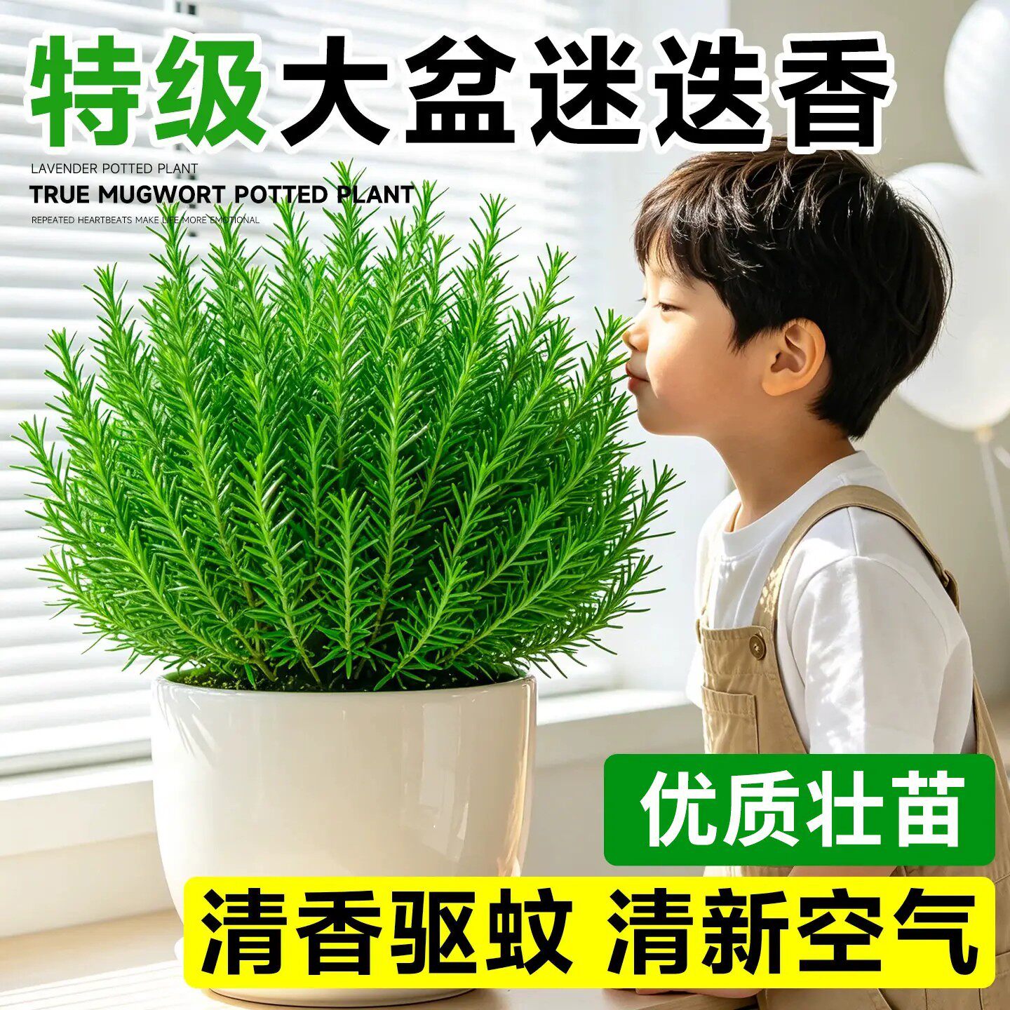 迷迭香盆栽棒棒糖木质杆老桩可食用四季常青驱蚊牛排调料芳香绿植
