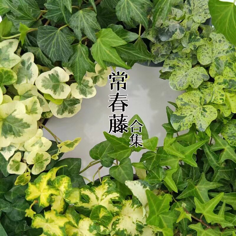 常春藤雪莹月光灯爬藤室内绿植图片