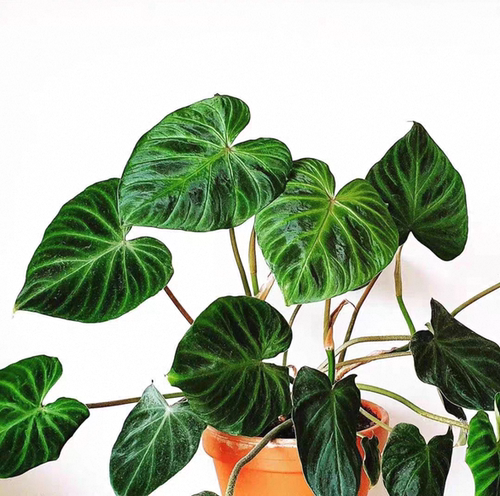 南美荧光蔓绿绒 北欧绿植盆栽室内进口植物ins简约好养观叶盆栽