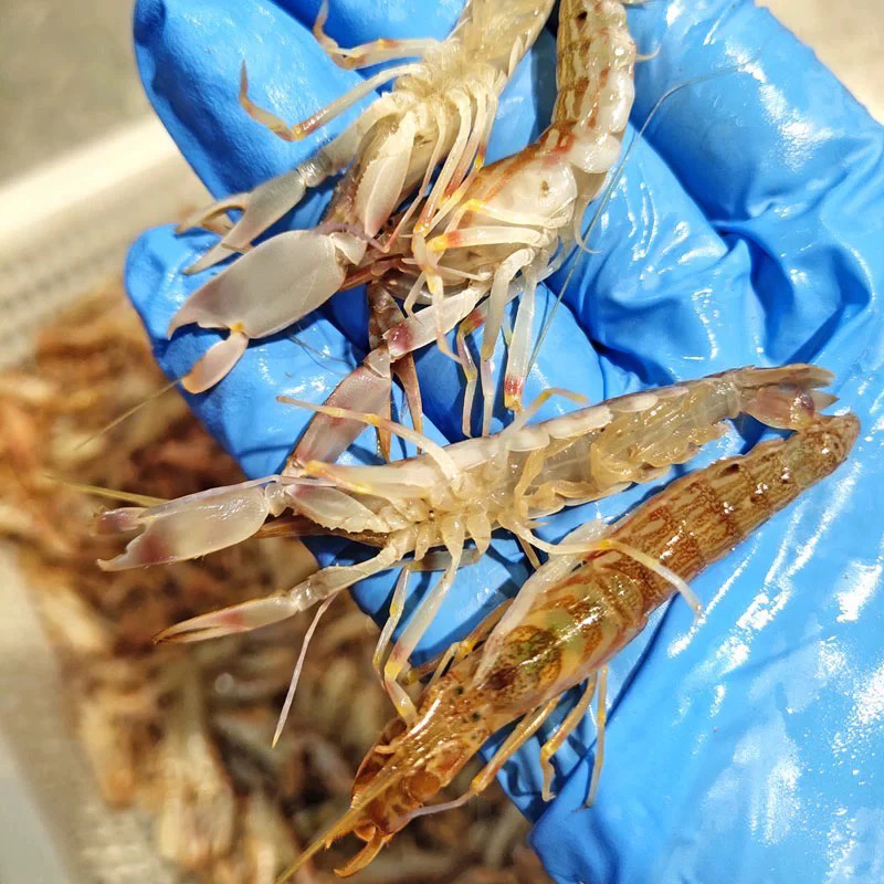 大连新鲜嘎巴虾 4斤夹板虾狗虾嘎嘣虾生腌生呛大小混发活冻