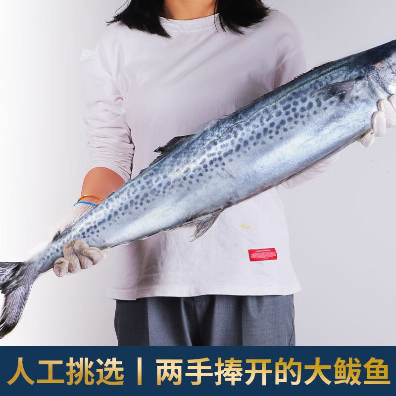 大连新鲜大燕鲅鱼大马鲛鱼鲅鱼送礼海鲜水产 冷冻发货 顺丰快递