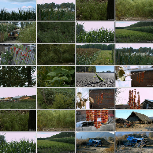 农村农房乡村蜘蛛网栅栏干辣椒玉米高粱地蜻蜓螳螂4K原创视频素材