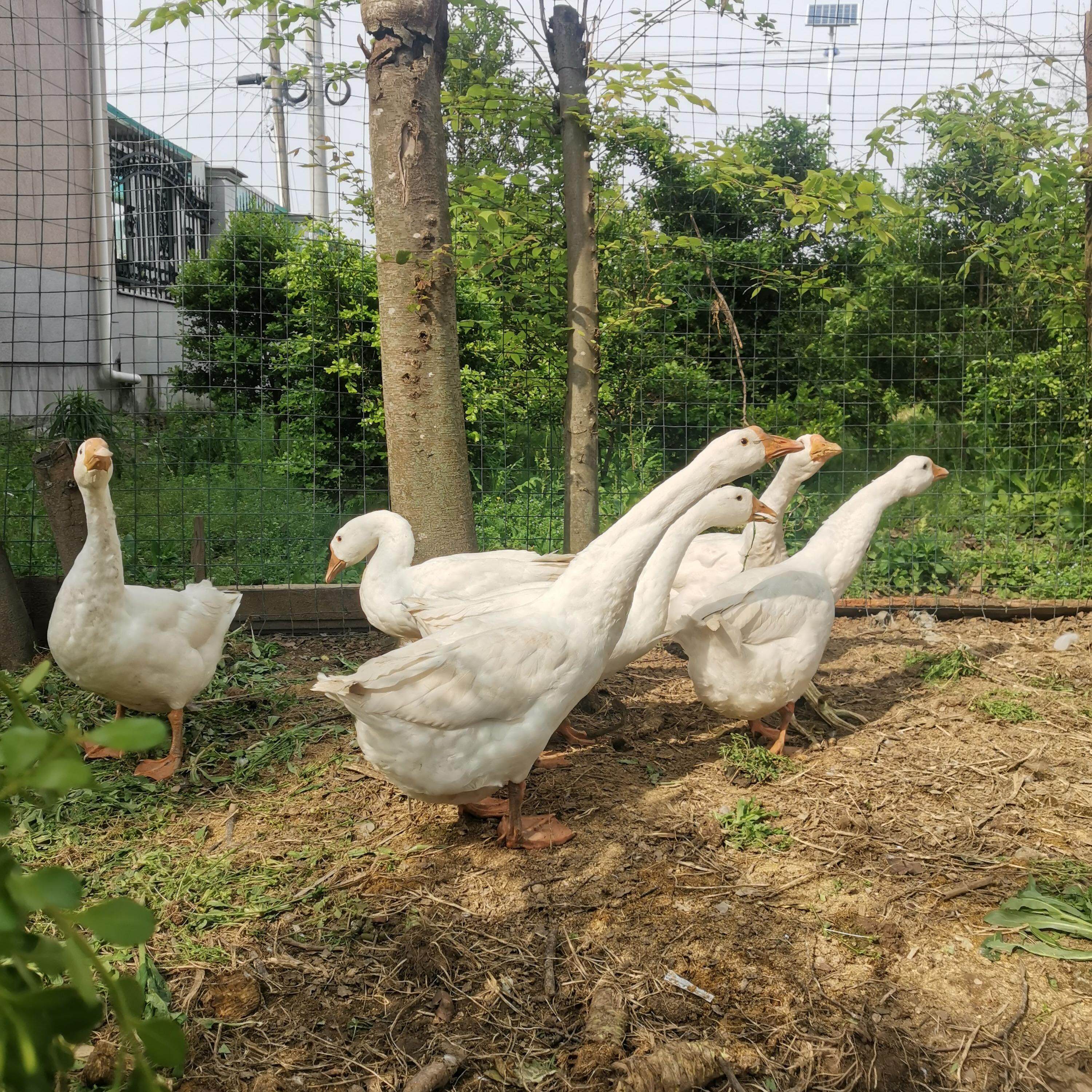 散养鹅2年左右 崇明农家放养土鹅肉/鹅肉制品