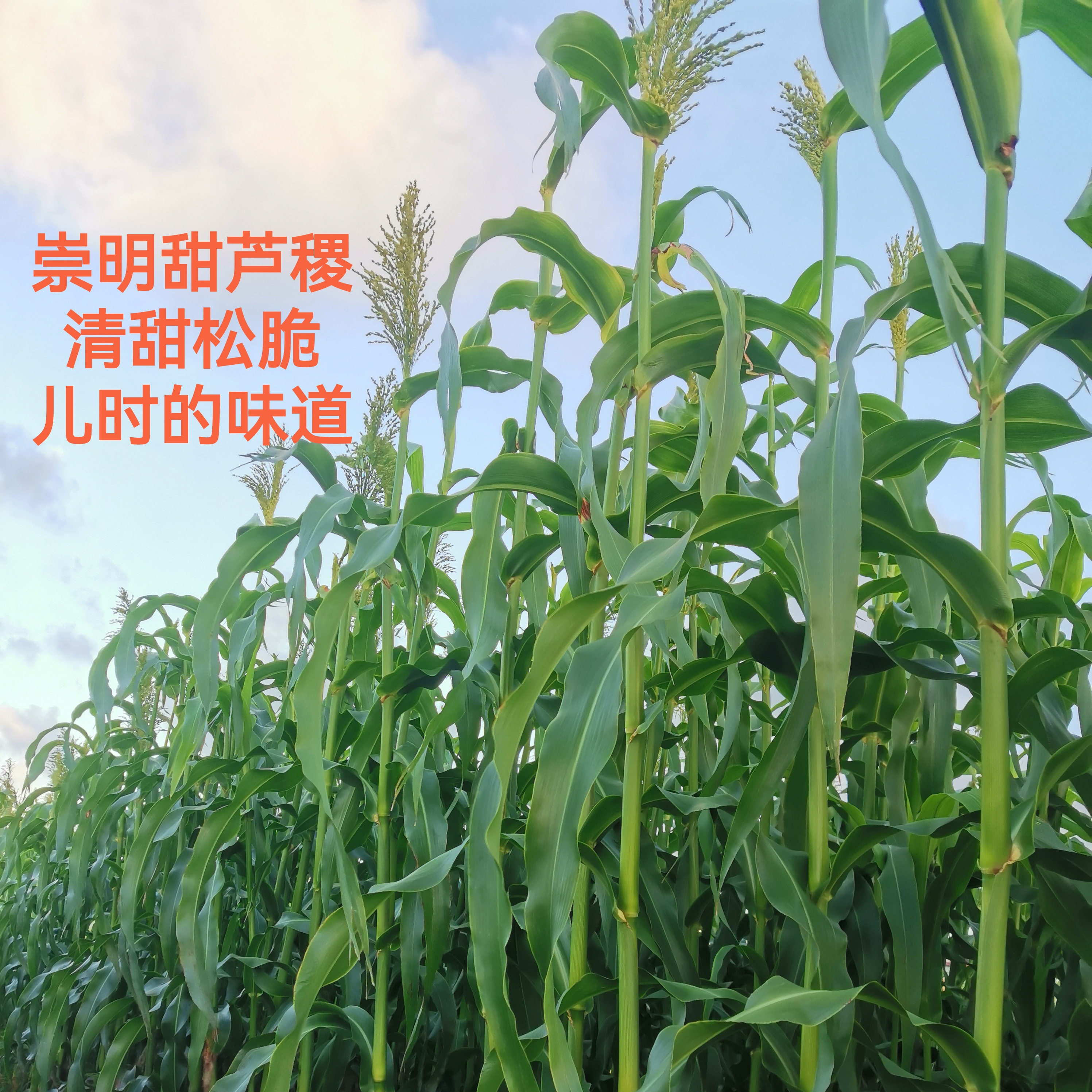 崇明岛甜杆酥脆现砍的