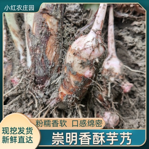 上海崇明岛农家肥自种香酥芋艿头5斤新鲜疏菜软糯香芋小芋艿芋头