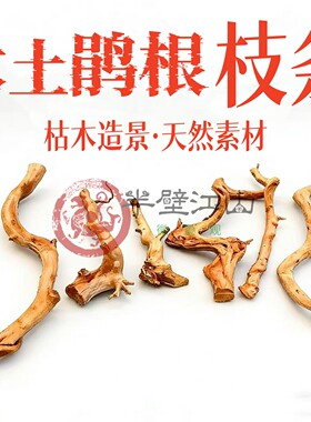 杜鹃根枝条泰国枝粗枝条小树根天