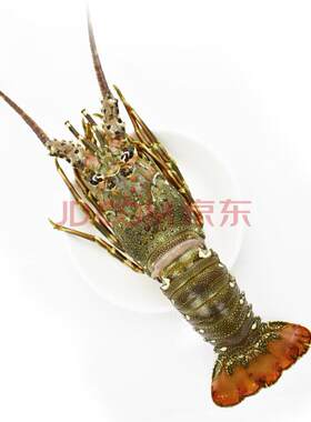 沈船长 东山岛野生水产海鲜小青花龙虾（1斤一只）两只 顺丰包邮