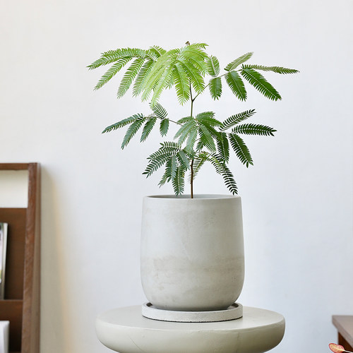 日式侘寂风水泥高花盆仿陶瓷陶土蝴蝶兰大号粗陶龟背竹复古带托盘