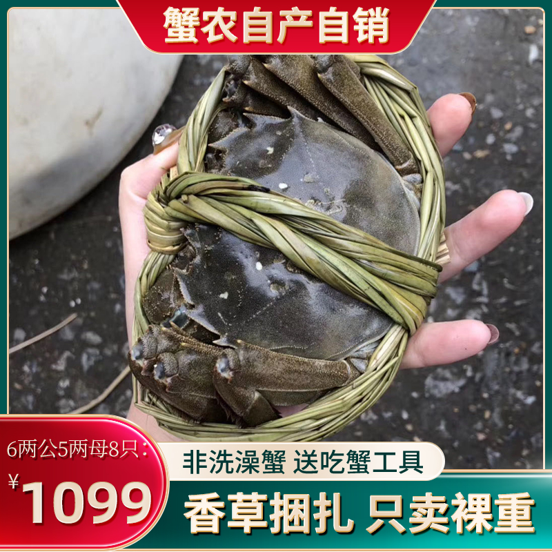 6两公5两母8只固城湖大闸蟹鲜活水产特大螃蟹海鲜包装盒河蟹清水