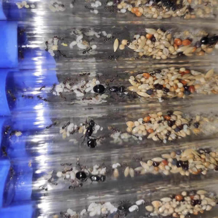 工匠收获蚁生日礼物吃种子的蚂蚁强壮的小蚂蚁有分化新手养蚂蚁