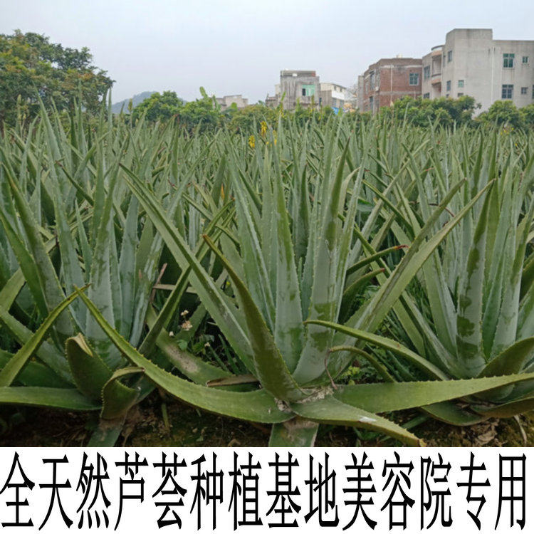 美国库拉索芦荟盆栽植物美容室内花卉芦荟苗新鲜纳豆芦荟植物包邮