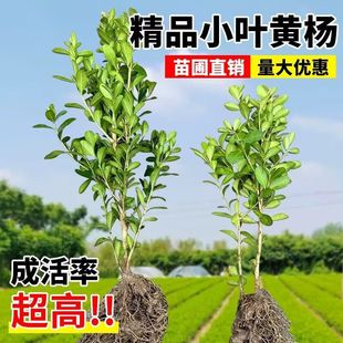 小叶黄杨瓜子黄杨四季常青别墅地栽庭院耐寒绿化植物篱笆墙定型