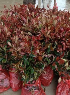 红叶石楠树苗 石楠小苗红罗宾扦插苗火焰红 绿篱庭院色块四季常青