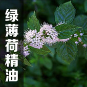 绿薄荷单方精油留兰香10ml香薰提神醒脑防晕车 除口臭助消化