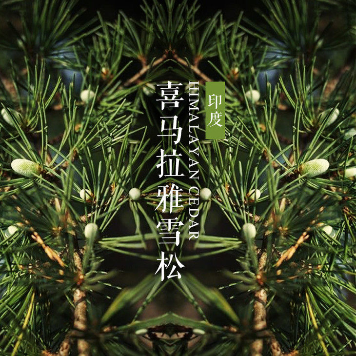 喜马拉雅雪松精油10ml呼吸养护平衡油脂关节保养单方精油头屑