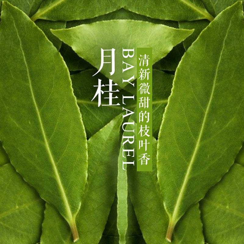 月桂精油10ml 纯单方月桂叶油 抗丙毒 肌肉护理循环 开胃温暖