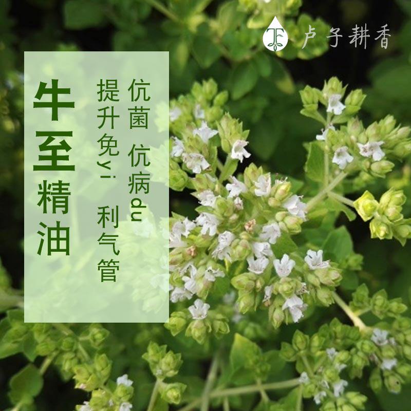 牛至oregano纯野生野马郁兰单方精油10ml提升免.疫力抗.菌.炎