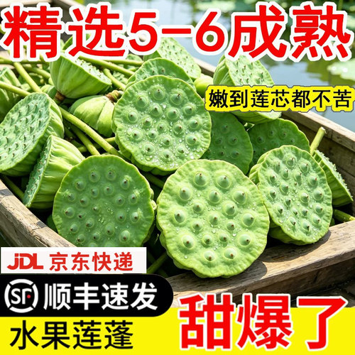 【口感NO1】正宗水果嫩莲蓬生吃