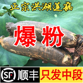 洪湖粉藕煲汤洪湖莲藕新鲜现挖湖北特产炖汤九孔桂花糯米藕顺丰