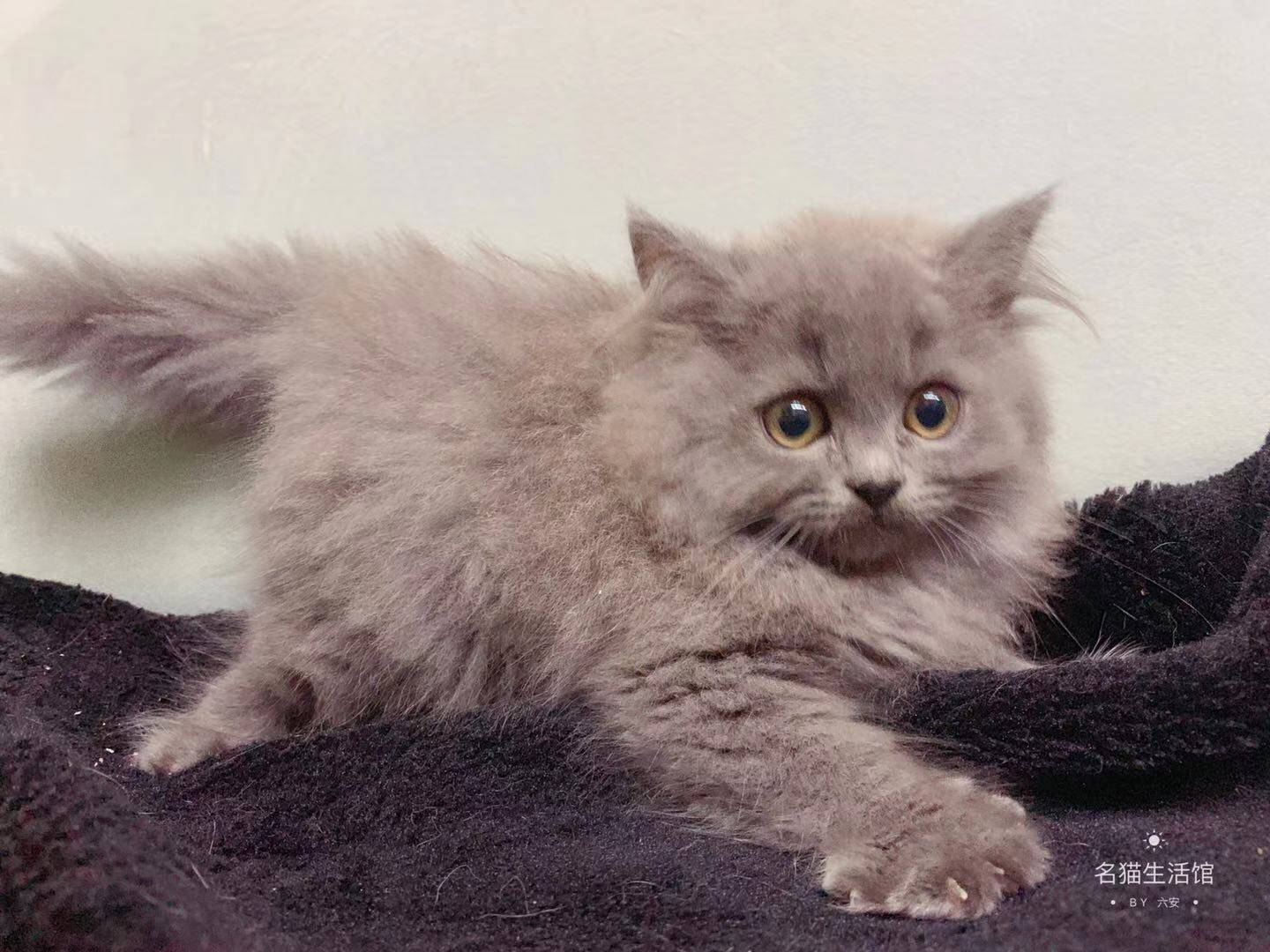 六安本地自家繁殖纯种高地蓝猫长毛蓝猫仙女猫