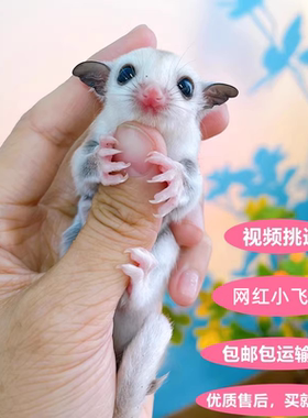 蜜袋鼯自家繁殖粘人小宠物可挑选