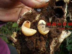 湖南湘西1500米雪峰山高营养葛粉葛根虫葛板虫山珍高营养@