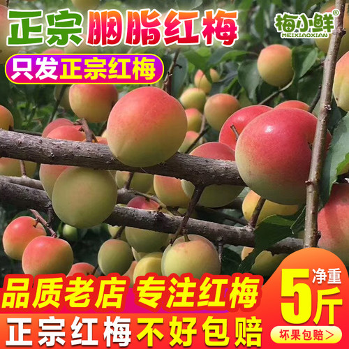产地直发正宗诏安胭脂梅红梅