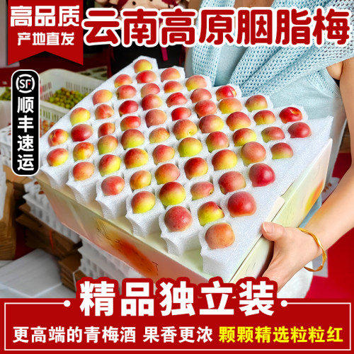 （精选独立装）云南高原胭脂红梅酵素梅青梅鲜果现摘红梅泡梅子酒