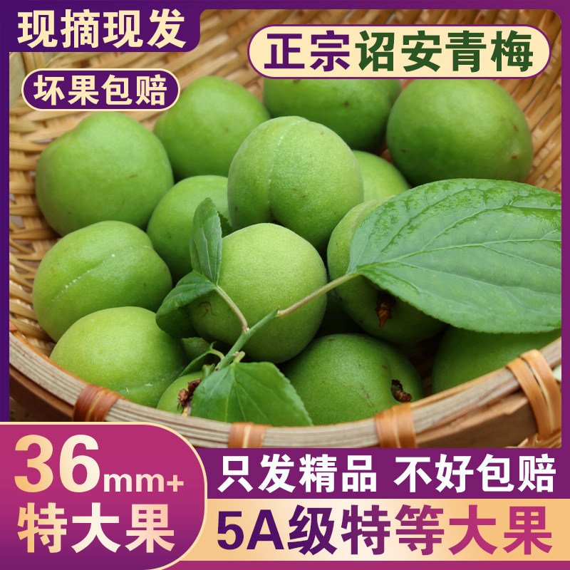 （特大果）青梅鲜果诏安新鲜现摘生梅子泡酒酸梅子露酵素汁鲜水果