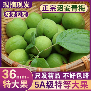 （特大果）青梅鲜果诏安新鲜现摘生梅子泡酒酸梅子露酵素汁鲜水果