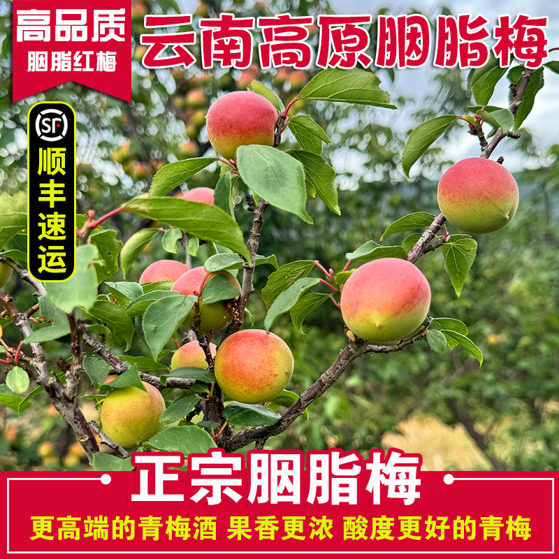 （顺丰速运）云南新鲜胭脂梅青红梅青梅鲜果高原生红梅泡梅子酒露