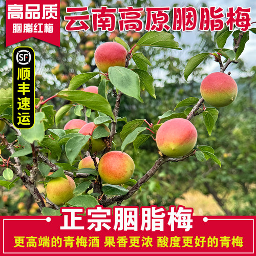 （顺丰速运）云南新鲜胭脂梅青红梅青梅鲜果高原生红梅泡梅子酒露