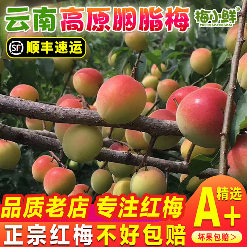 云南新鲜胭脂梅正宗高原酵素梅青梅鲜果现摘生红梅泡酸梅子酒酵素