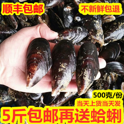 鲜活青口贝海鲜大海虹无沙包邮