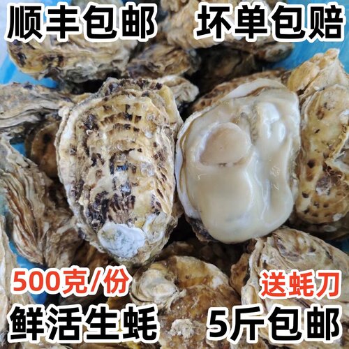 鲜活生蚝新鲜海捕肉肥5斤包邮