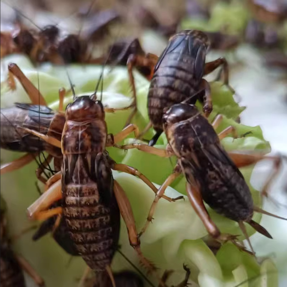 优质油葫芦白蟋蟀蛐蛐蝈蝈蝗虫活体饲料爬宠守宫蜥蜴鱼鸟活食现货