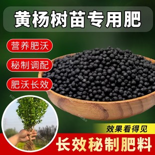 黄杨树苗肥料营养肥雀舌黄杨木专用肥有机覆合颗粒缓释肥老桩花肥