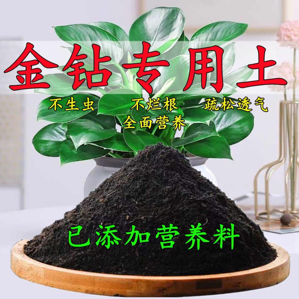 大叶金钻专用土大美钻专用营养土绿公主盆栽种植土酸性花土有机肥