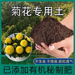 菊花专用营养土寒菊夏菊通用型营养土乒乓菊波斯菊种植有机土肥料