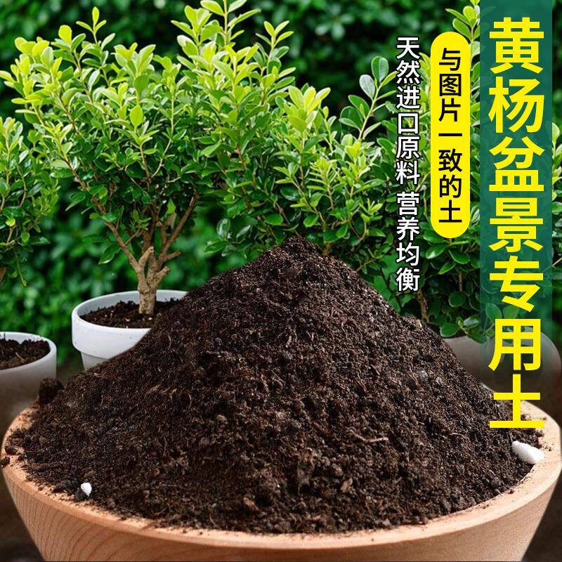 黄杨盆景专用土绿植物发酵天然泥土种菜种菜土有机土盆栽专用土