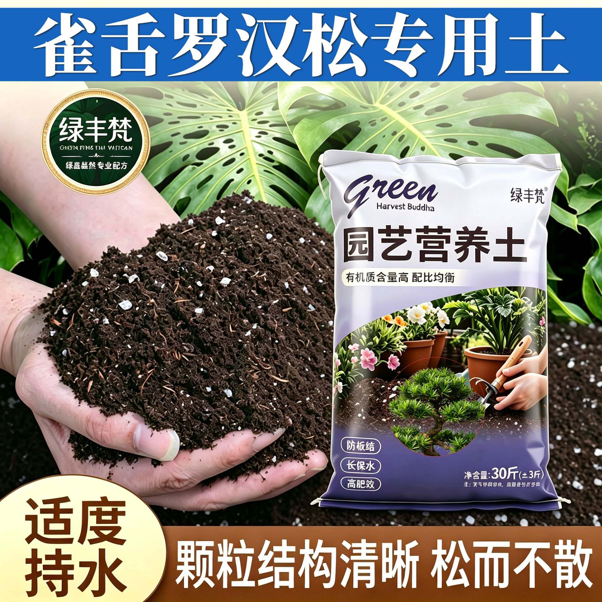雀舌罗汉松适用种植土加珍珠岩根壮苗好加有机肥优质促生长观叶
