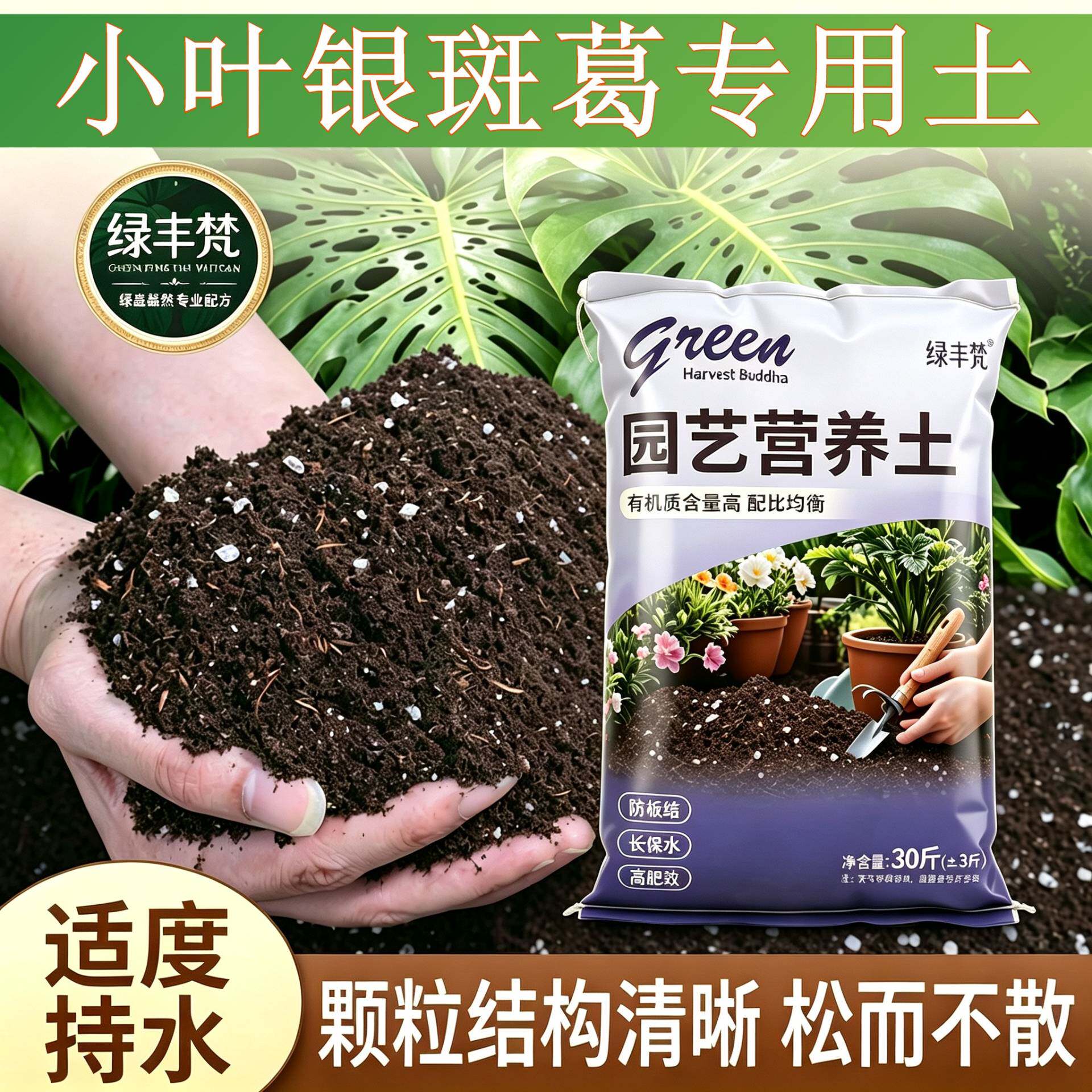 小叶银斑葛适用有机土保水锁肥不闷根盆景大包优质防黄叶观花球根