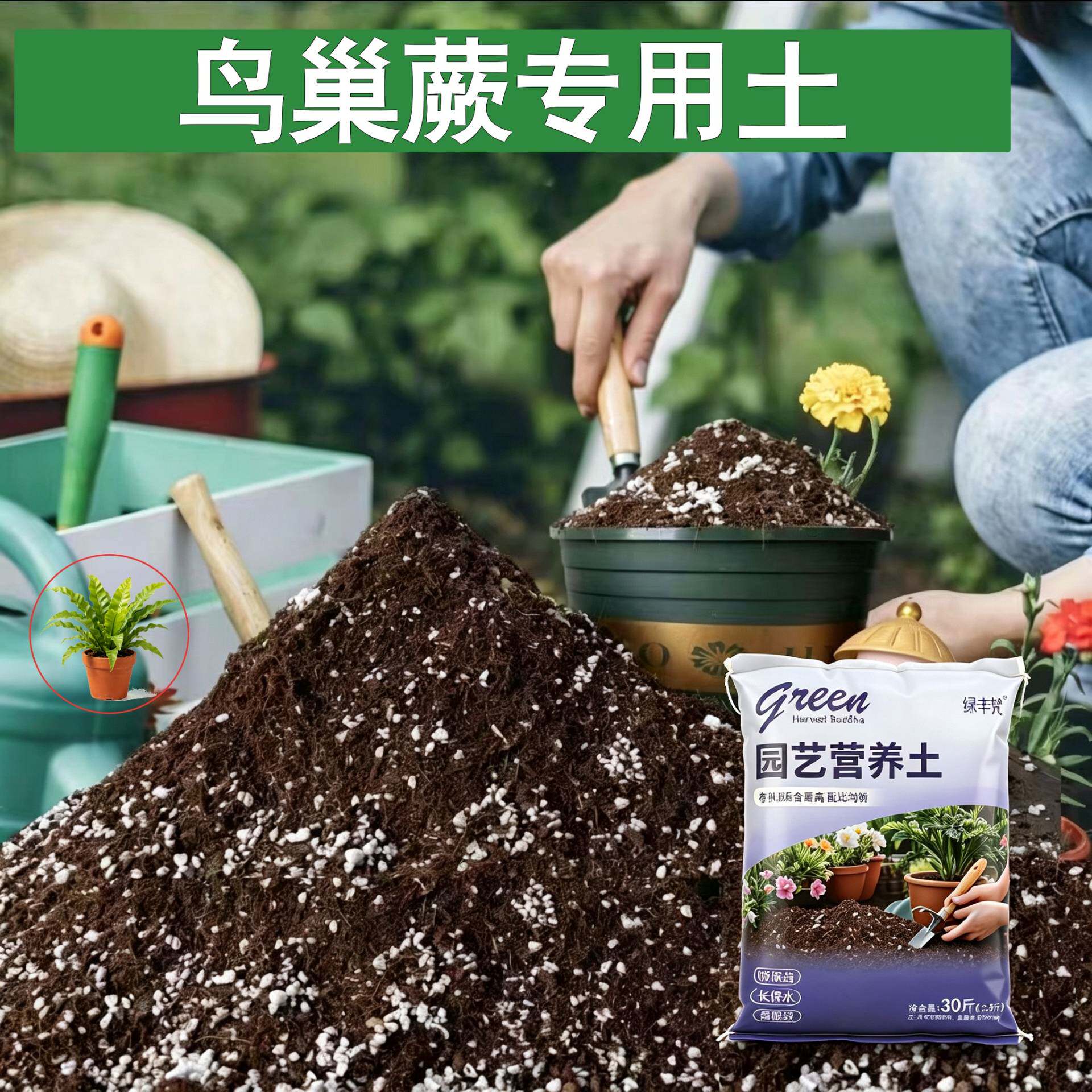 鸟巢蕨适用种菜土不闷根菜园包邮天然增色观花球根高温腐熟加牛粪