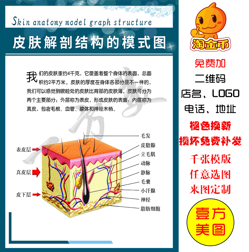 皮肤解剖结构的模式图皮肤修复海报宣传画挂图片色斑痘痘皱纹展板