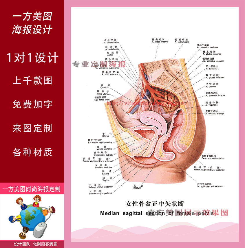 中医养生海报人体经络穴位女性骨盆正中矢状断图片广告宣传挂图